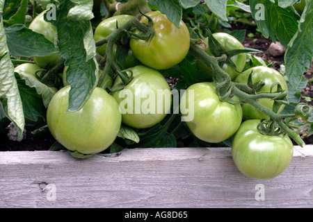 Nahaufnahme der Unreife grüne Tomaten im Gewächshaus wachsen Stockfoto