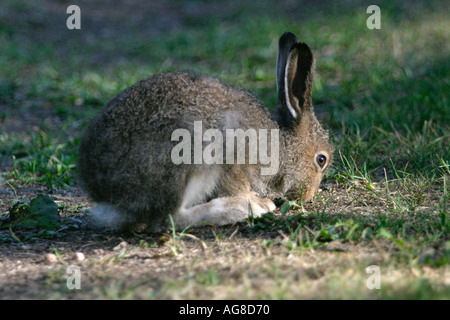 Junge europäische Berghase ( Lepus timidus ) Fütterung auf Gras , Finnland Stockfoto
