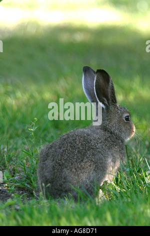 Junger Berghase (Lepus Timidus), Finnland Stockfoto