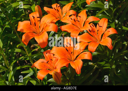 Orange Lilien blühen Stockfoto