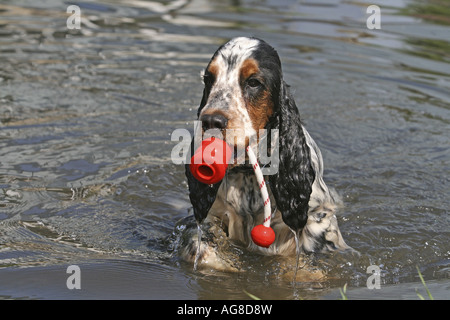 English Cocker Spaniel (Canis Lupus F. Familiaris), einzelne Tier abrufen eine Spielzeug aus dem Wasser, Deutschland Stockfoto