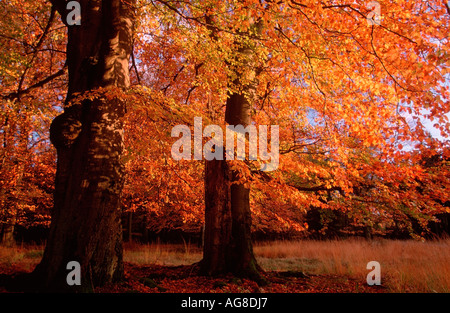 Buchen im Herbst, Niedersachsen, Deutschland / (Fagus Sylvatica) Stockfoto