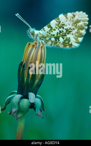 Orange Tipp, Niedersachsen, Deutschland / (Anthocharis Cardamines) Stockfoto