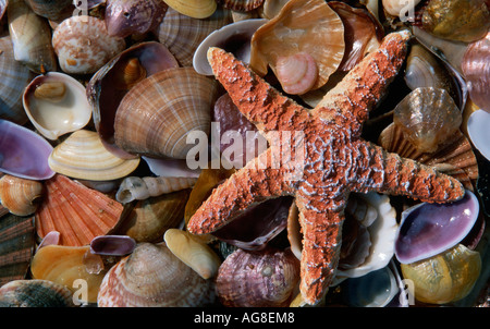 Ocker Seesterne und verschiedene Arten von Muscheln / (Pisaster Ochraceus) Stockfoto