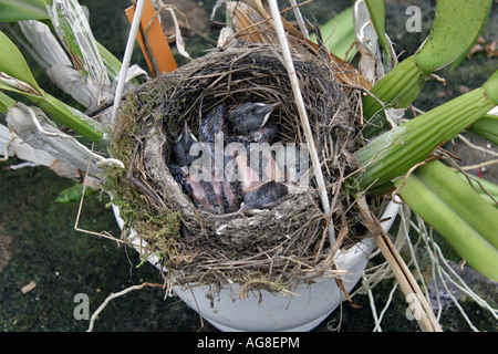 Amsel (Turdus Merula), nisten in einen Blumentopf, Deutschland, Nordrhein-Westfalen Stockfoto