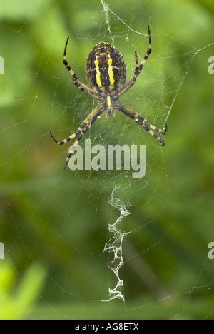 schwarz-gelbe Argiope, schwarz und gelb Kreuzspinne (Argiope Bruennichi), im Netz mit Zick-Zack-Form, genannt Stabilimentu Stockfoto