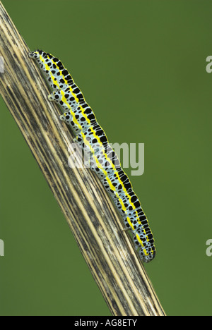 Leinkraut Brokat Motte (Calophasia Nagelmöndchen), Raupe, Frankreich, Lothringen Stockfoto