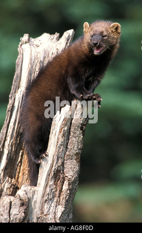 Young Fisher Martes pennanti Stockfoto