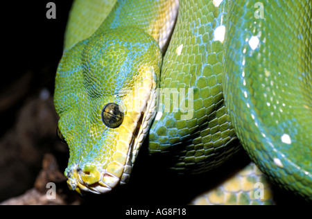 Green Tree Python Morelia Viridis-Neu-Guinea und Nord-Australien Stockfoto