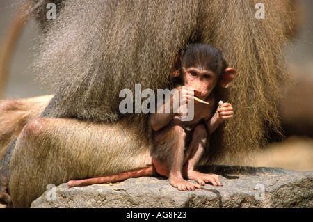 Hamadryas Pavian Papio Cyncocephalus hamadryas Stockfoto