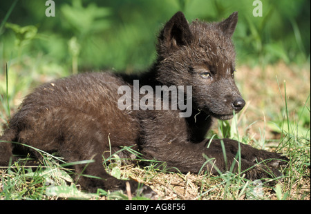 Holz oder grauen Wolf Canis Lupus Minnesota USA Stockfoto