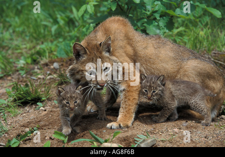 Rotluchs Lynx Rufus unverlierbare Mutter und jungen außerhalb der Höhle Stockfoto