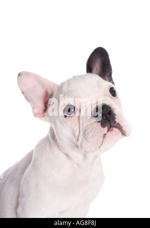 Schwarz / weiß französische Bulldogge Hund Welpe Kopf geschossen Stockfoto