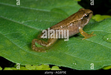 Gemeinsamen Frosch Rana Temporaria froglet Stockfoto