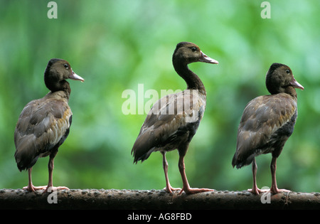 Schwarzbäuchigen Pfeifen-Ente Dendrocygna autumnalis Stockfoto