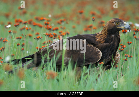 Steinadler Aquila Chrysaetos in Blumenwiese USA Stockfoto