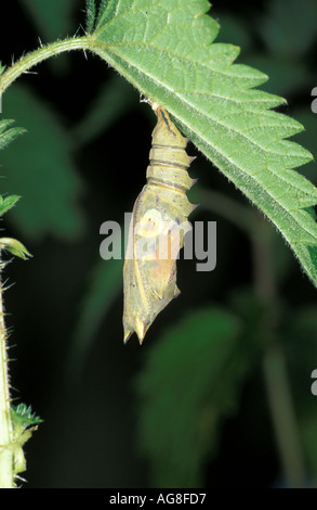 Peacock Butterfly Inachis Io Puppen schlüpfen Sequenz Stockfoto