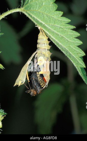 Peacock Butterfly Inachis Io Puppen schlüpfen Sequenz Stockfoto