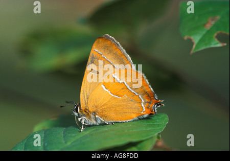 Braun Zipfelfalter Schmetterling Thekla Betulae Erwachsenen Stockfoto