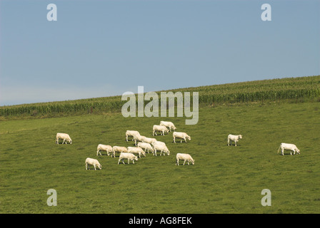 Hausrind (Bos Primigenius F. Taurus), Herde auf der Weide, Frankreich, Lothringen Stockfoto