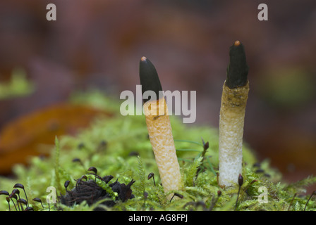 Hund Stinkmorchel (Mutinus Caninus), Fruchtbildung Körper, Deutschland, Saarland Stockfoto