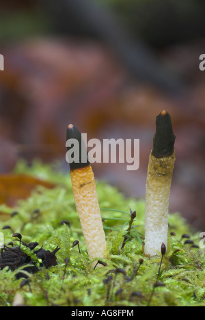 Hund Stinkmorchel (Mutinus Caninus), Fruchtbildung Körper, Deutschland, Saarland Stockfoto