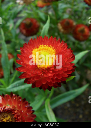 Strawflower (Helichrysum Bracteatum "Bikini", Helichrysum Bracteatum Bikini), Blütenstand Stockfoto