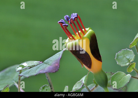 Kriechende Fuchsie (Fuchsia Procumbens), Blume Stockfoto