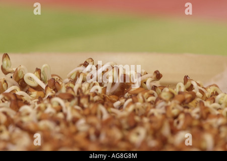 Gartenkresse (Lepidium Sativum), Keimen in eine Schüssel geben Stockfoto