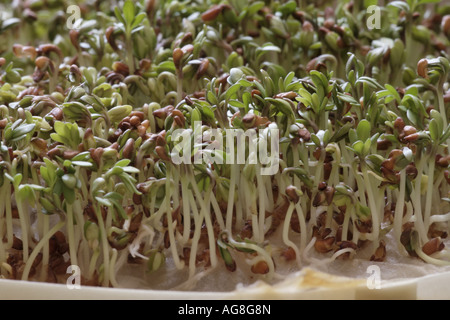 Gartenkresse (Lepidium Sativum), Sämlinge in eine Schüssel geben Stockfoto