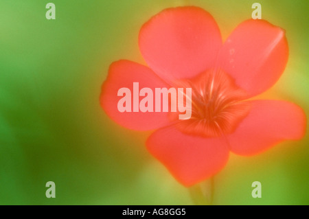 Scharlachrote Flachs / (Linum Grandiflorum Rubrum) Stockfoto