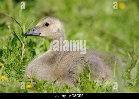 Kanada-Gans, Gosling, North Rhine-Westphalia, Deutschland / (Branta Canadensis) Stockfoto