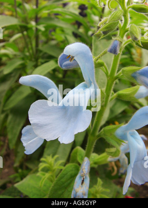 Enzian-Salbei, blauer Salbei (Salvia Patens 'Cambridge Blue', Salvia Patens Cambridge Blue), Blume Stockfoto