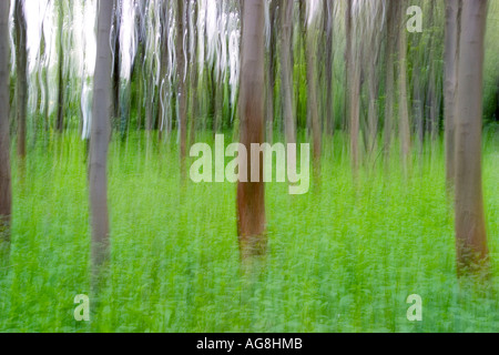 Buchenwald im Frühjahr, North Rhine-Westphalia, Deutschland / (Fagus Sylvaticus) Stockfoto