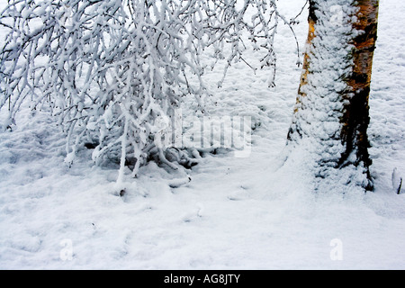 Schnee beladenen Äste und Stamm des Baumes an Coate Water Country Park genommen Stockfoto