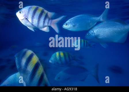 Hauptapotheker Magor Fisch und grauer Schnapper unter Wasser in der Nähe von Insel Cozumel in Mexiko-Karibik Stockfoto