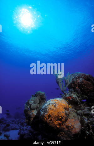 Unterwasser frühere Korallen in Richtung Oberfläche und Sonne in der Nähe von Cozumel Insel Quintana Roo Mexiko Karibik anzeigen Stockfoto