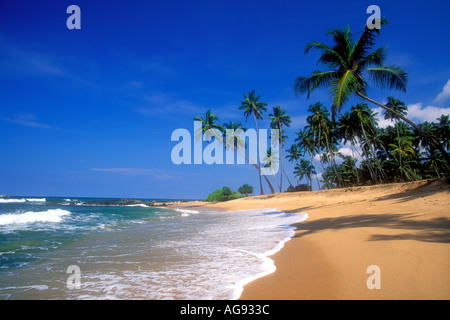 Kokosnuss-Palmen am tropischen Strand in Sri Lanka Indischer Ozean Stockfoto