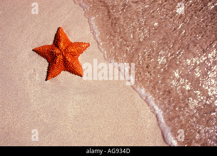 Roter Seestern am Strand am Rand des Wassers in der Karibik Stockfoto