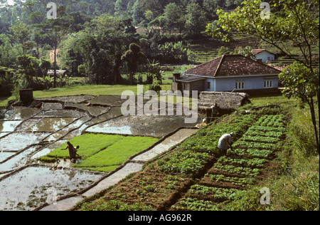 Sri Lanka Nuwara Eliya, Landwirt im Reisfeld Stockfoto