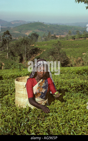 Sri Lanka Nuwara Eliya, Arbeiter Kommissionierung Tee Stockfoto