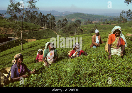 Sri Lanka Nuwara Eliya, Arbeiter Kommissionierung Tee Stockfoto