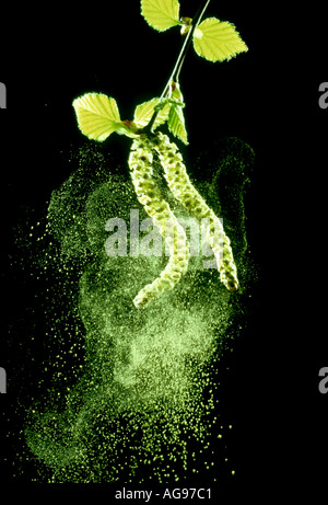 Birke Betula Pendel Kätzchen Dispergieren reichlich Pollen Wolke aus mikroskopisch kleinen Pollenkörner Stockfoto