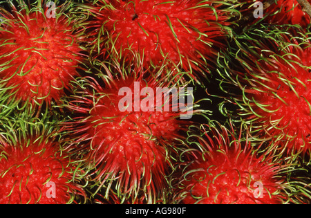 Rambutan Früchte Stockfoto