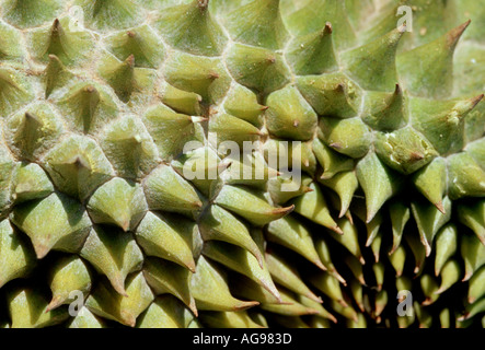 Durian Frucht hautnah Stockfoto