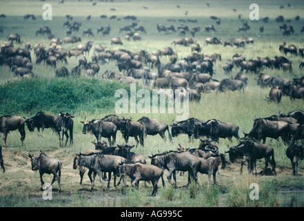 Wanderung der Gnus, ein jährliches Spektakel in Tansania die Serengeti-park Stockfoto