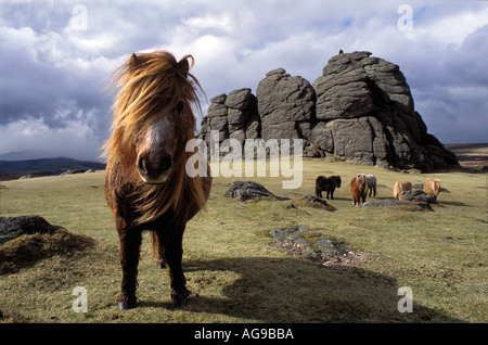 Dartmoor Ponys auf Dartmoor an einem windigen Tag mit Gewitterhimmel Devon UK Stockfoto