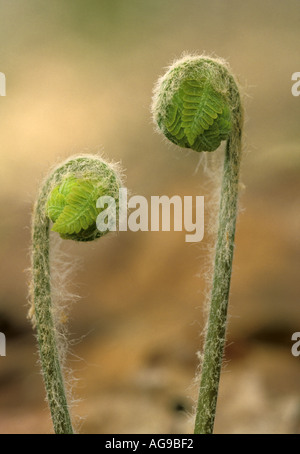 Zimt-Farn Farnspitzen Osmunda Cinnamomea Danby Green Mountains National Forest Vermont Stockfoto