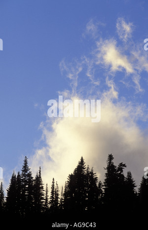 Bäume gegen Wolken am blauen Himmel Paradies Mount Rainier Nationalpark Washington Stockfoto