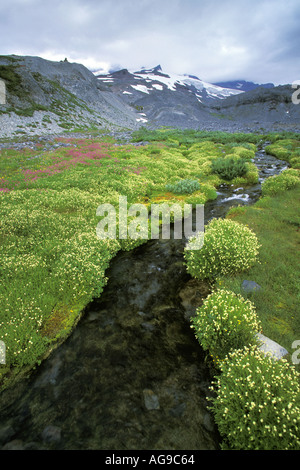 Alpine Strom fließt durch Wildblumenwiese Paradies Mount Rainier Nationalpark Washington Stockfoto